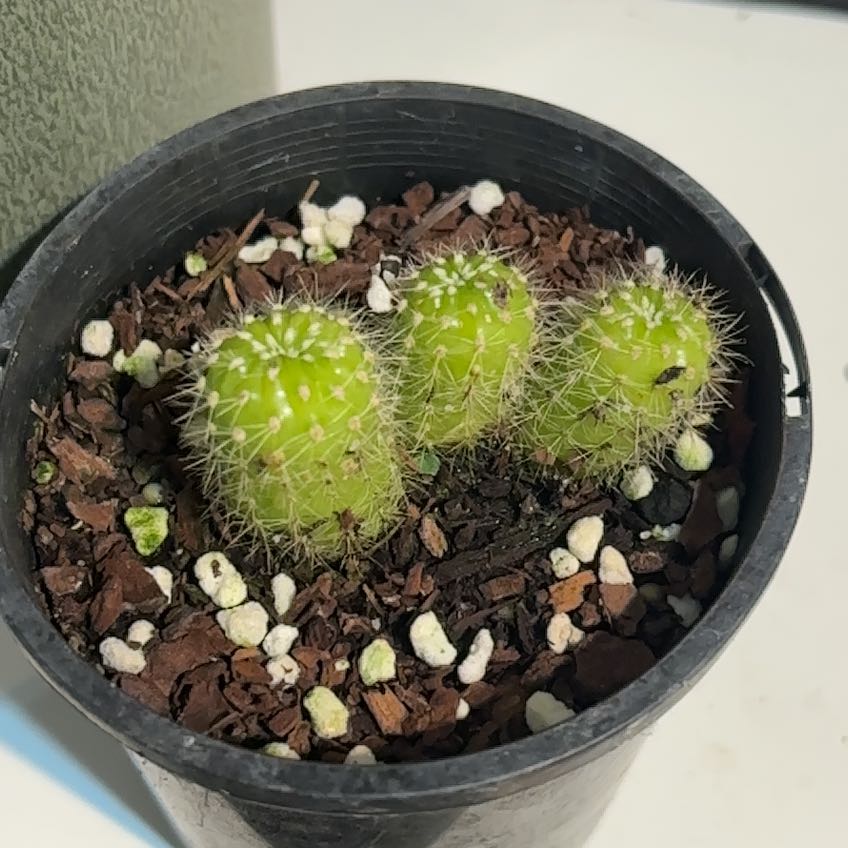 Photo of the plant species Peanut Cactus by @GoldSiricote72 named Sage on Greg, the plant care app