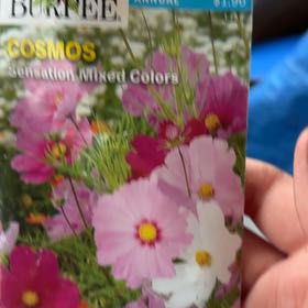 Photo of the plant species Garden Cosmos by @HipTearose47 named Emerson on Greg, the plant care app