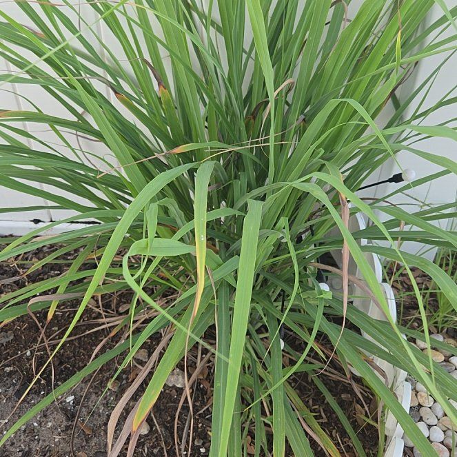 Photo of the plant species Lemon Grass by @AbleMakole19 named Cleopatra on Greg, the plant care app