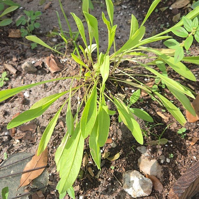 Photo of the plant species Lanceleaf Tickseed by @AbleMakole19 named Gobi on Greg, the plant care app