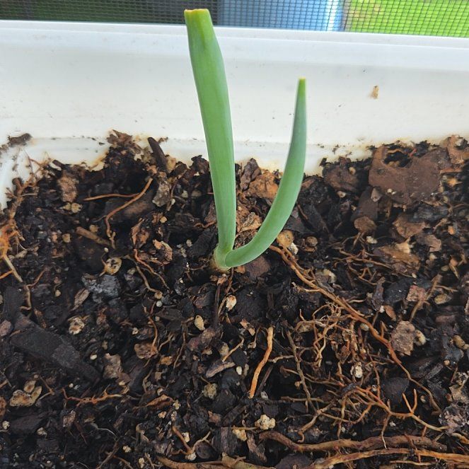 Photo of the plant species Globe Onion by @AbleMakole19 named Muhammad Ali on Greg, the plant care app