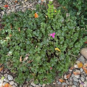 Photo of the plant species Ivy Geranium by @FullMexico74 named Anne on Greg, the plant care app