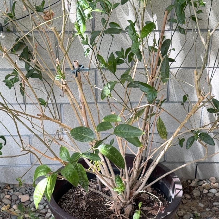 Photo of the plant species Night-Blooming Jessamine by @FullMexico74 named Queen on Greg, the plant care app