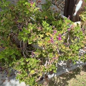 Photo of the plant species Hooded-Leaf Pelargonium by @FullMexico74 named Kylie on Greg, the plant care app