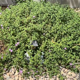Photo of the plant species Purple Lantana by @FullMexico74 named Willow on Greg, the plant care app