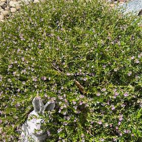 Photo of the plant species European Searocket by @FullMexico74 named Oscar on Greg, the plant care app