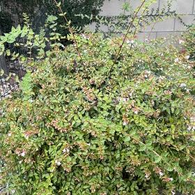 Photo of the plant species Chinese Fringe Flower by @FullMexico74 named Leaf Erickson on Greg, the plant care app