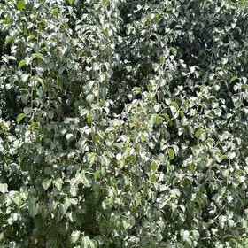 Photo of the plant species Black Matipo by @FullMexico74 named Tolkien on Greg, the plant care app