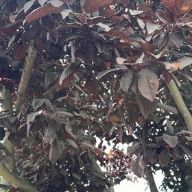 Photo of the plant species Cherry Plum by @FullMexico74 named Ronaldo on Greg, the plant care app