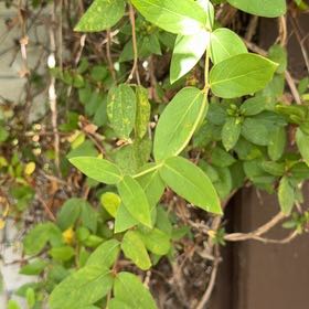 Photo of the plant species Japanese Honeysuckle by @FullMexico74 named da Vinci on Greg, the plant care app