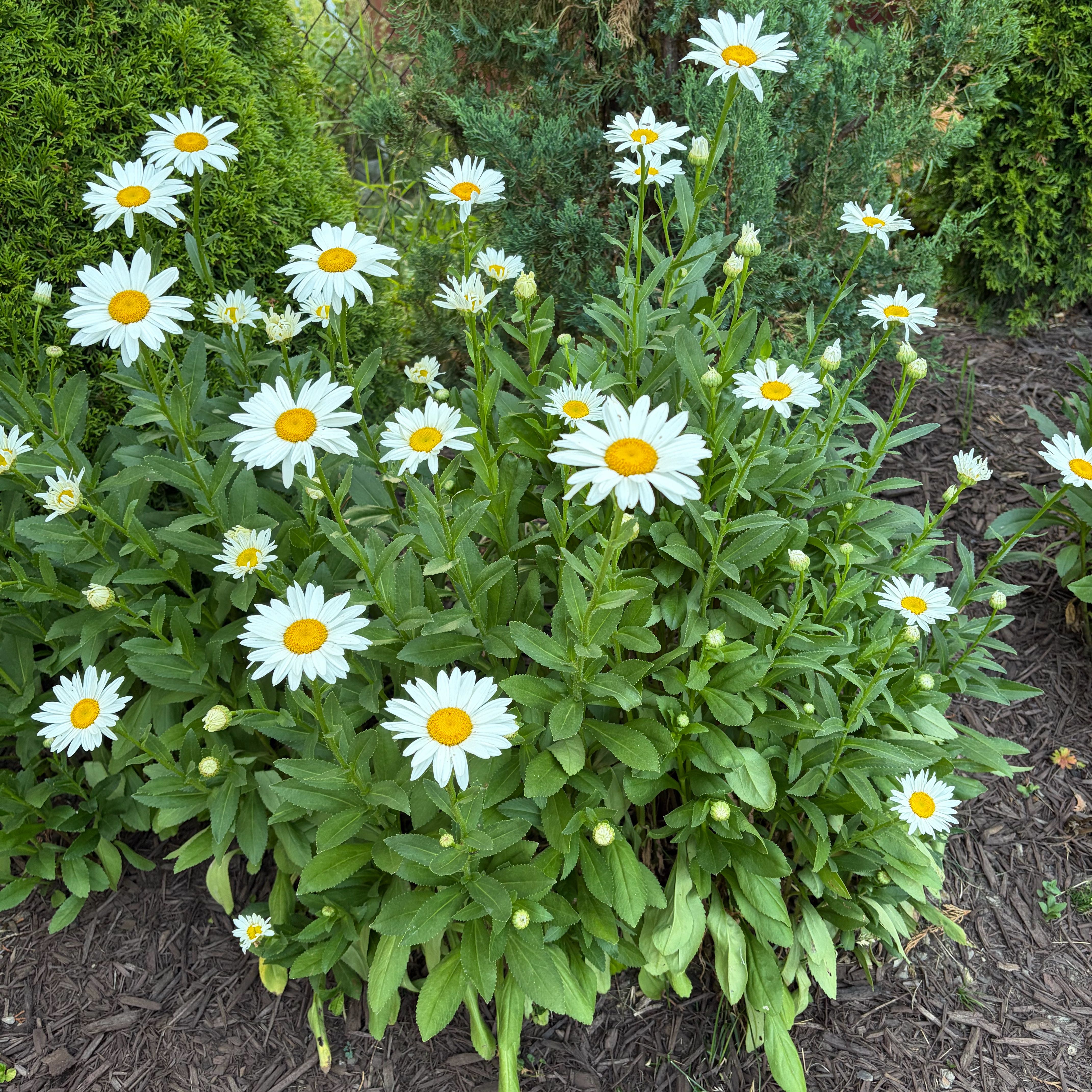 Photo of the plant species Max Chrysanthemum by @VeteranCorn75 named Demi on Greg, the plant care app