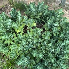Photo of the plant species Plectranthus Neochilus by @YevePignut38 named Marilyn on Greg, the plant care app