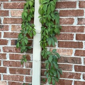 Photo of the plant species Virginia Creeper by @YevePignut38 named Oscar on Greg, the plant care app