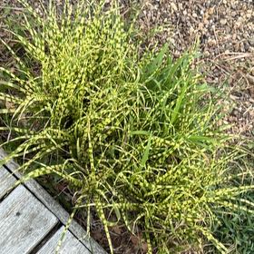 Photo of the plant species Whisk Fern by @YevePignut38 named Harper on Greg, the plant care app