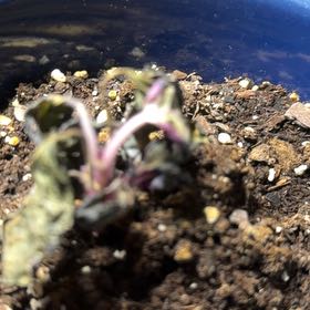 Photo of the plant species Snow White Waffle Plant by @FabAposeris13 named Fernie Saunders on Greg, the plant care app