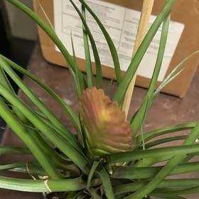 Photo of the plant species Pink Quill by @YardGuapilla93 named Muhammad Ali on Greg, the plant care app