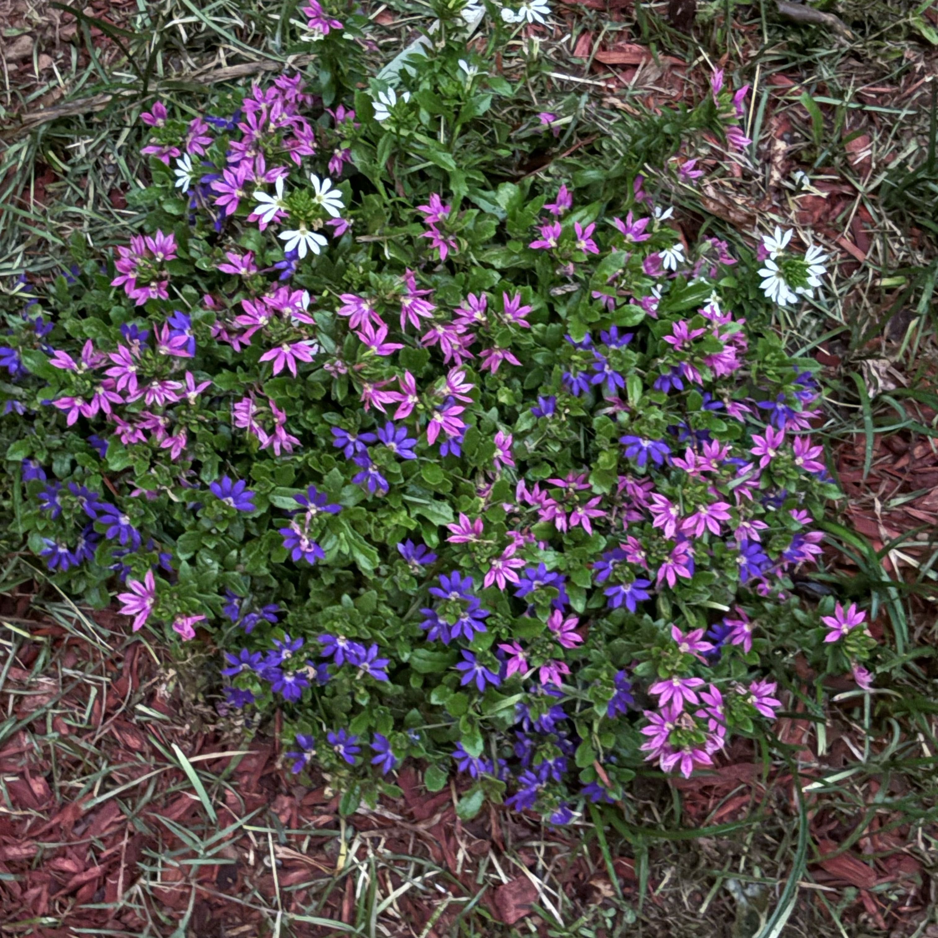 Photo of the plant species Fairy Fan-Flower by @CrispBucaneve18 named James Dean on Greg, the plant care app