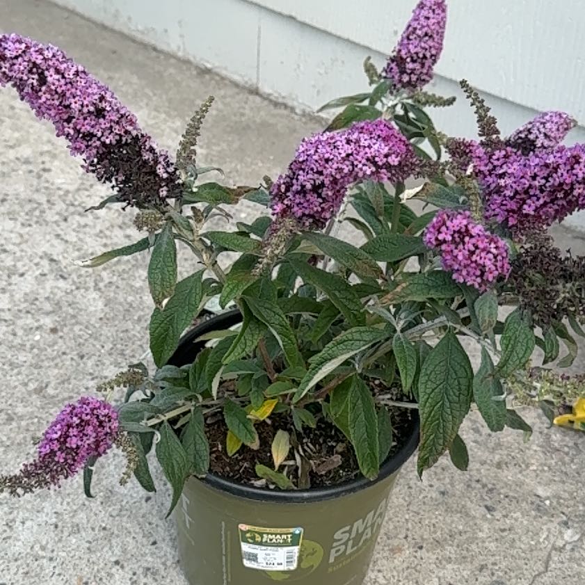 Photo of the plant species Butterfly Bush by @FitDecodon26 named Queen on Greg, the plant care app