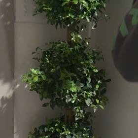 Photo of the plant species Common Myrtle by @AthleticSedum named Navajo on Greg, the plant care app