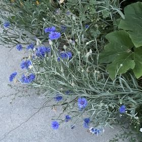 Photo of the plant species Centaurea Cyanus by @FreeMango36 named Drake on Greg, the plant care app