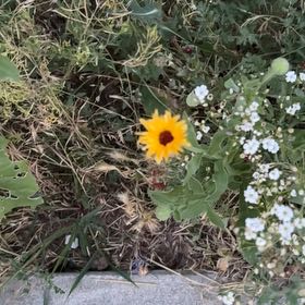 Photo of the plant species Marigold by @FreeMango36 named Bieber on Greg, the plant care app