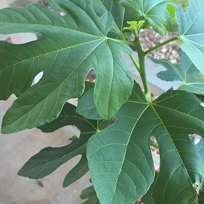 Photo of the plant species Brown Turkey Fig by @UltraTule90 named Dax on Greg, the plant care app