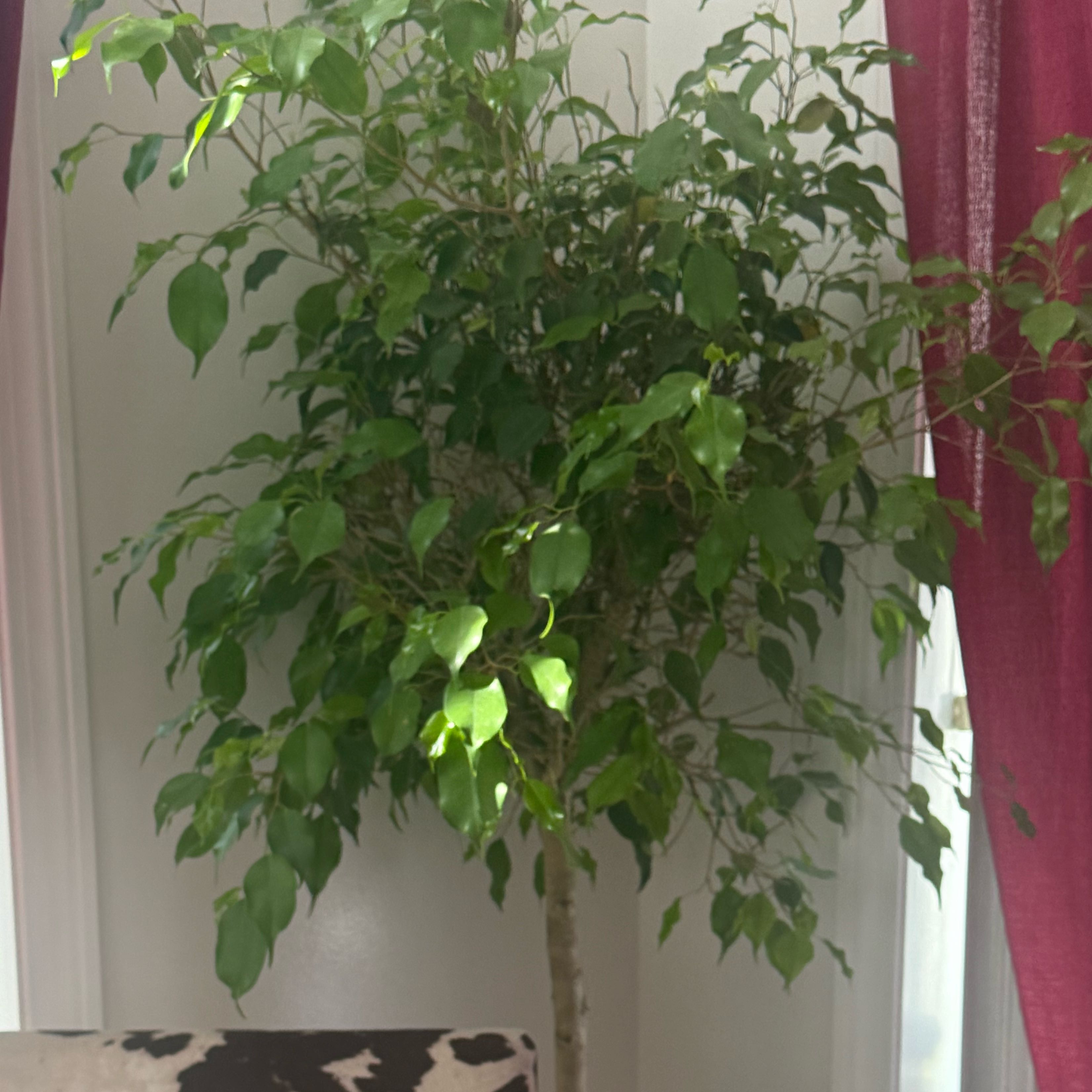 Photo of the plant species Ficus Beniamina by @NeatTwister48 named Curie on Greg, the plant care app