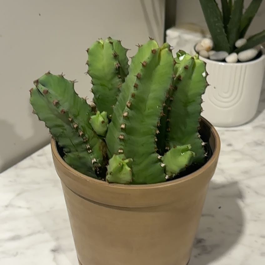 Photo of the plant species Moroccan Mound by @AdmirableAtom36 named Daphne on Greg, the plant care app