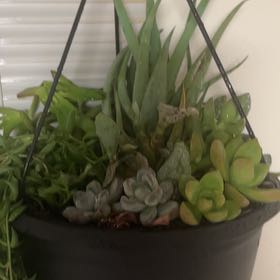 Photo of the plant species Bluff Lettuce by @FuckingRobotBoy named Michelle Branch on Greg, the plant care app