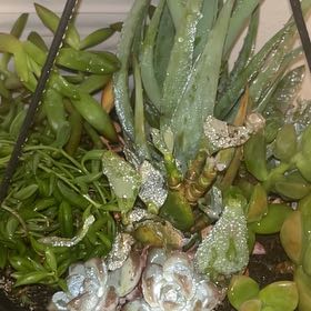 Photo of the plant species Hottentot Fig by @FuckingRobotBoy named Shakira on Greg, the plant care app
