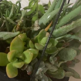 Photo of the plant species Sealettuce by @FuckingRobotBoy named Ronaldo on Greg, the plant care app