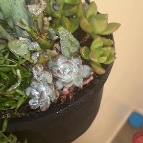 Photo of the plant species Bluff Lettuce by @FuckingRobotBoy named Diana on Greg, the plant care app