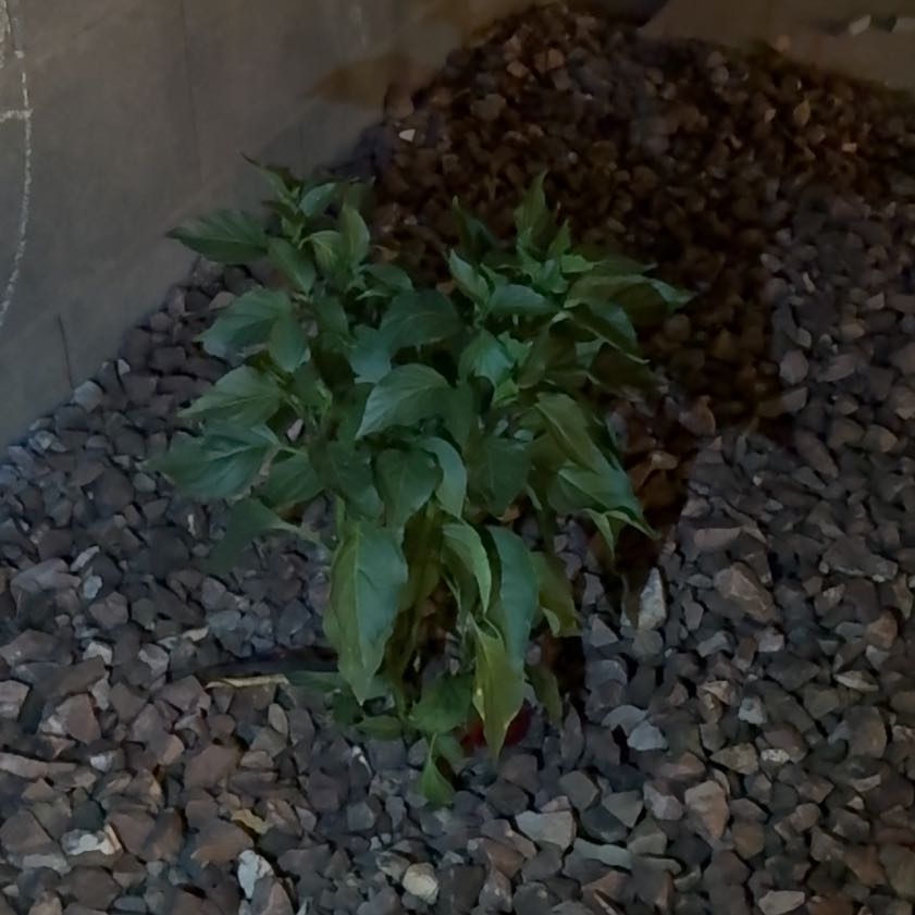 Photo of the plant species Jalapeno Pepper by @NumberoneRye88 named Coco on Greg, the plant care app
