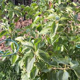 Photo of the plant species Lilac by @SunnyWinika12 named Zion on Greg, the plant care app