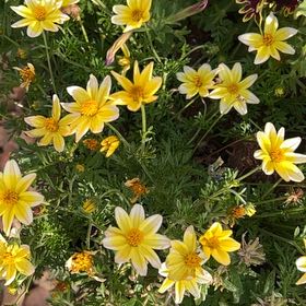 Photo of the plant species Garland Chrysanthemum by @SunnyWinika12 named Messi on Greg, the plant care app
