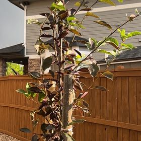 Photo of the plant species Canada Red Chokecherry by @SunnyWinika12 named Darwin on Greg, the plant care app