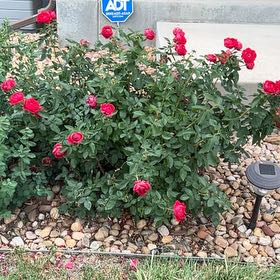 Photo of the plant species Beach Rose by @SunnyWinika12 named Bieber on Greg, the plant care app