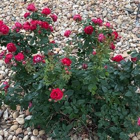 Photo of the plant species Beach Rose by @SunnyWinika12 named Rosa on Greg, the plant care app