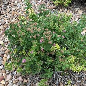 Photo of the plant species Japanese Meadowsweet by @SunnyWinika12 named Orwell on Greg, the plant care app