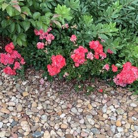 Photo of the plant species Beach Rose by @SunnyWinika12 named Rainier on Greg, the plant care app