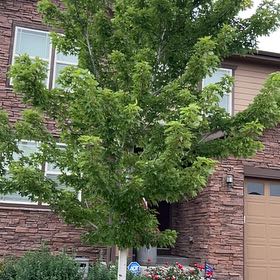 Photo of the plant species Autumn Blaze Maple by @SunnyWinika12 named Ronaldo on Greg, the plant care app