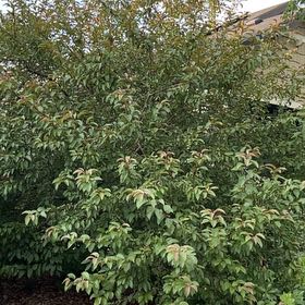 Photo of the plant species Malus Sylvestris by @SunnyWinika12 named Eva on Greg, the plant care app