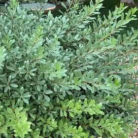 Photo of the plant species Common Boxwood by @SunnyWinika12 named Keanu Leaves on Greg, the plant care app