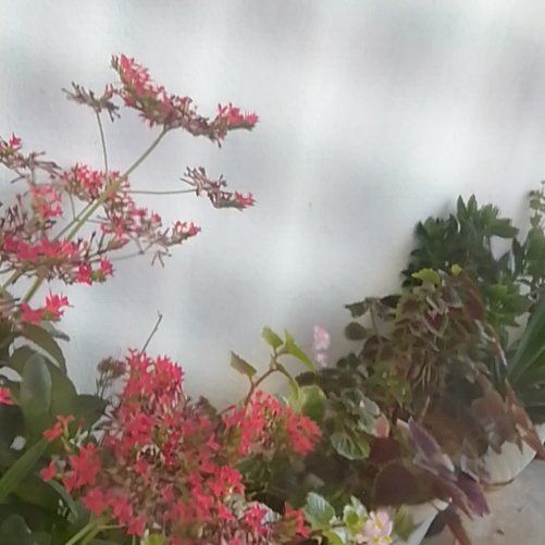 Photo of the plant species Flame Of The Forest by @TastyPinetree27 named Ulysses S Plant on Greg, the plant care app
