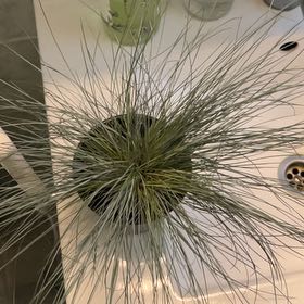 Photo of the plant species blue fescue by @SwellSeaoats9 named Ash on Greg, the plant care app
