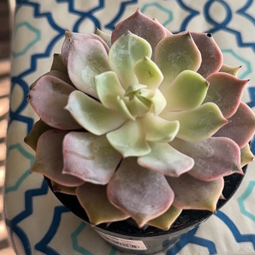 Photo of the plant species Angel Kissed by @PremiumLentil81 named Angel on Greg, the plant care app