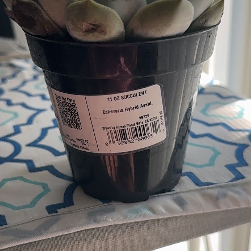 Photo of the plant species Hen And Chicks by @PremiumLentil81 named Willow on Greg, the plant care app
