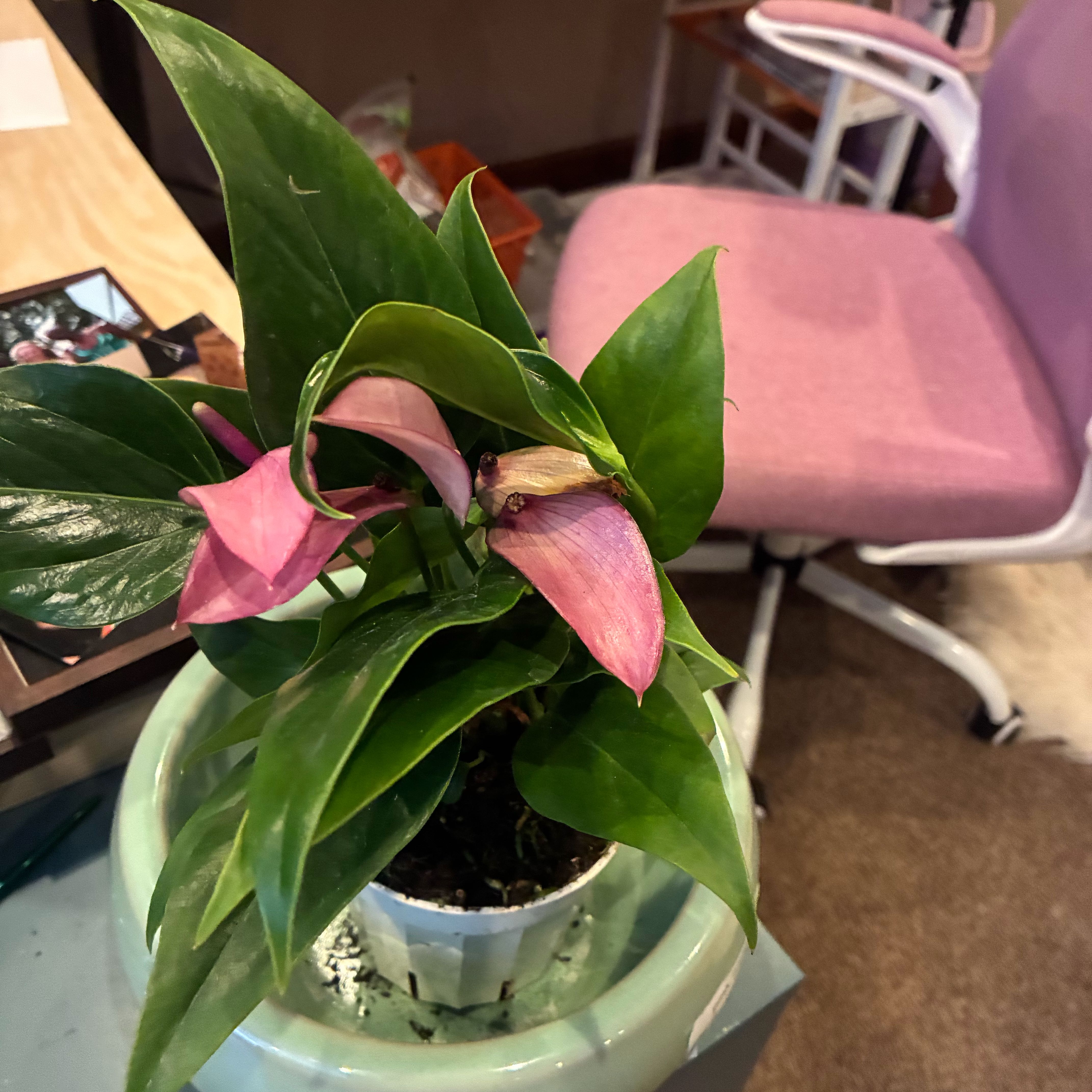 Photo of the plant species Red Anthurium by @StephFrickanie named Anethema Device on Greg, the plant care app