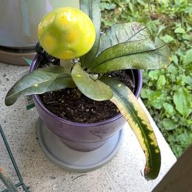 Photo of the plant species Pitcher Plant by @StephFrickanie named Petrova on Greg, the plant care app