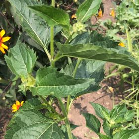 Photo of the plant species Smooth Oxeye by @NimbleWeed65 named Miley on Greg, the plant care app